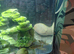 Male Map Turtle with large tank.