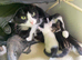 Lovely fluffy kittens.