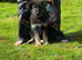 Reduced ready now Kcreg pups from health tested parents