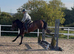 Whizzy, Welsh, And A Whole Lot Of Fun