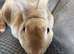 Light Fawn Adult Male Rex Bunny