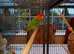 Gorgeous pair of young lovebirds plus cage and stand
