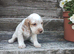 Cocker Spaniel Puppies