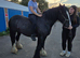 14hh mare