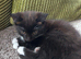 3 kittens ready to leave now