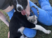 Lurcher x Welsh collie cross 5 month old girl