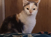 Kittens ready August 20th