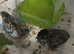 Tiny Button Quail 2 x BOY MALES Young Brother's in a darker natural grey and black tones x 2 birds for &pound;6