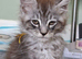 Beautiful silver tabby maine coon kittens