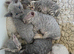 Pedigree TICA Devon Rex Kittens
