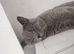 2 year old male needs loving home no papers