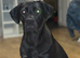 Cane corso x Rhodesian ridgeback