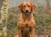 9 STUNNING LABRADOR PUPPIES READY NOW