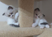 Stunning Bi-colour Ragdolls.