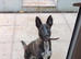 Lurcher puppies