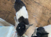 Two Beautiful Pygmy Goat Kids For Sale
