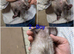 Gorgeous ferrets ready to go now