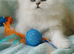 Pure Persian kittens