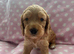 Extensively Health Tested Parents, Beautiful Pups!
