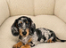 Gorgeous miniature dachshund puppy