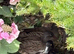 Mandarin, tufted young ducks