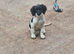 12 week old springer Spaniel male pups