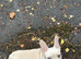 Female French bulldog