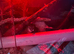 Pygmy dormice For Sale