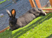 3 black continental giant for RESERVE