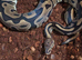 Female sugar leopard het clown