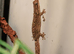 Mourning geckos