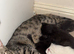 2 Cute Bengal kittens available