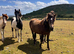 Beautiful group of homebred fillies