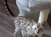 LAST ONE . READY NOW....Male seal mink snow Bengal