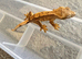 Baby crested geckos