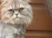 Chinchilla persian