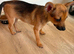 Open to offers Girl left Jack Russell cross Pomeranian