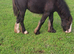 Black traditional cob filly