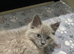 Beautiful blue Mitted ragdoll male
