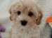 Beautiful Golden Maltipoo puppy's