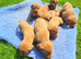 Beautiful Fox Red Labrador Retriever