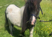 Beautiful Piebald Shetland Companion Mare
