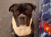 Bear, Cane corso cross American bully