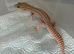 Two male leopard geckos
