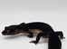 Group of pure and dark cross black night leopard geckos