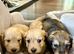 Daxi poo puppies