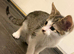 Kittens looking for forever home