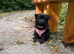 Reduced - CHOW SHEPHERDS READY NOW