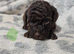 Toy poodle puppies