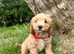 Cavachon x toy poodle